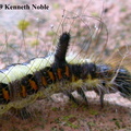 grey dagger larva (Acronicta psi) detail - Kenneth Noble